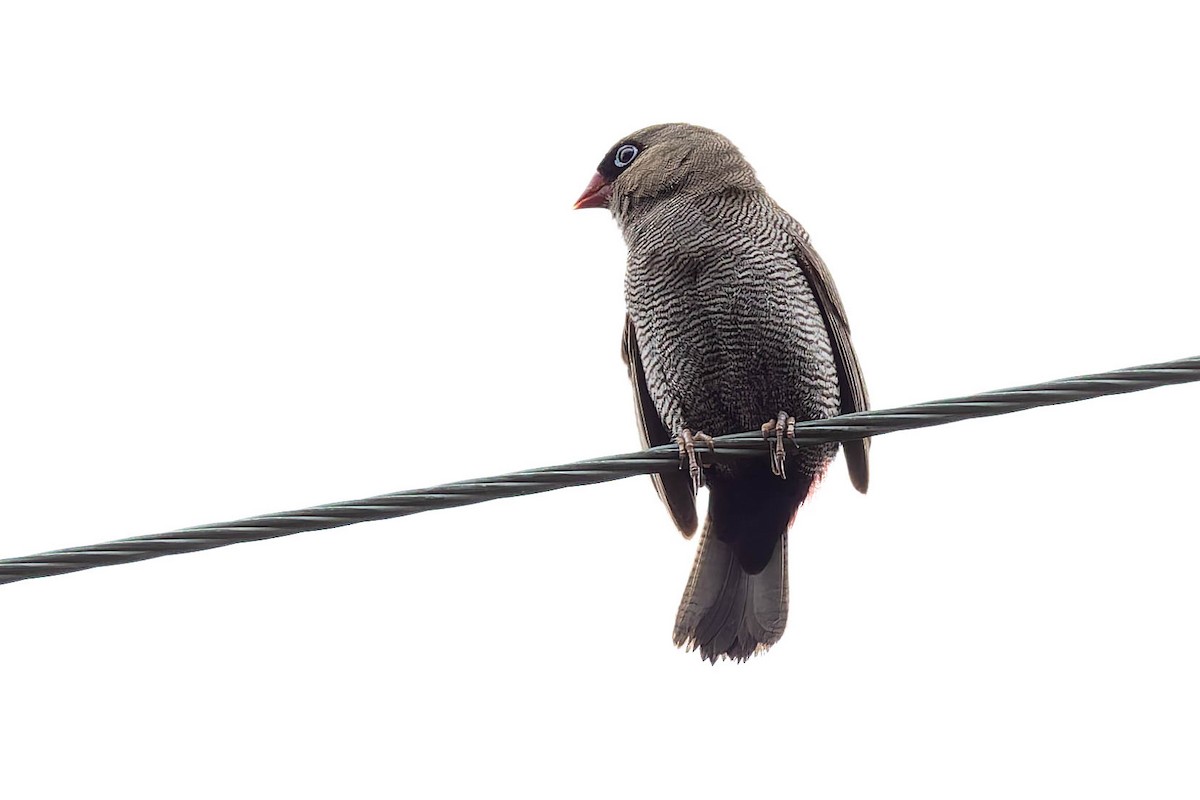 Beautiful Firetail - ML646168882