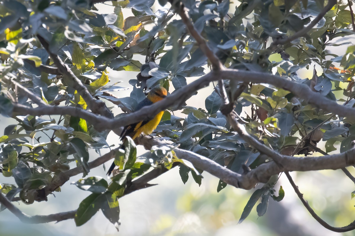 Scarlet Minivet - ML646168883