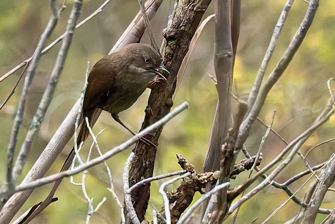 Tasmanian Scrubwren - ML646168902