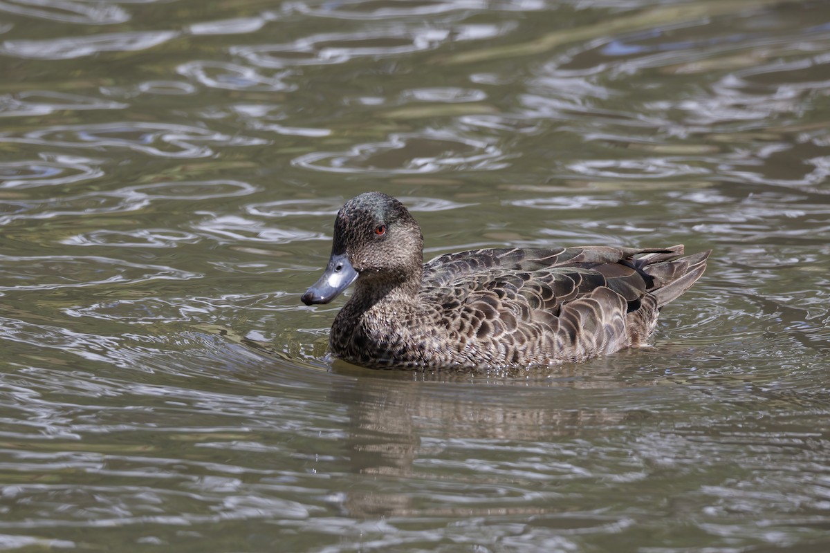 Chestnut Teal - ML646168905