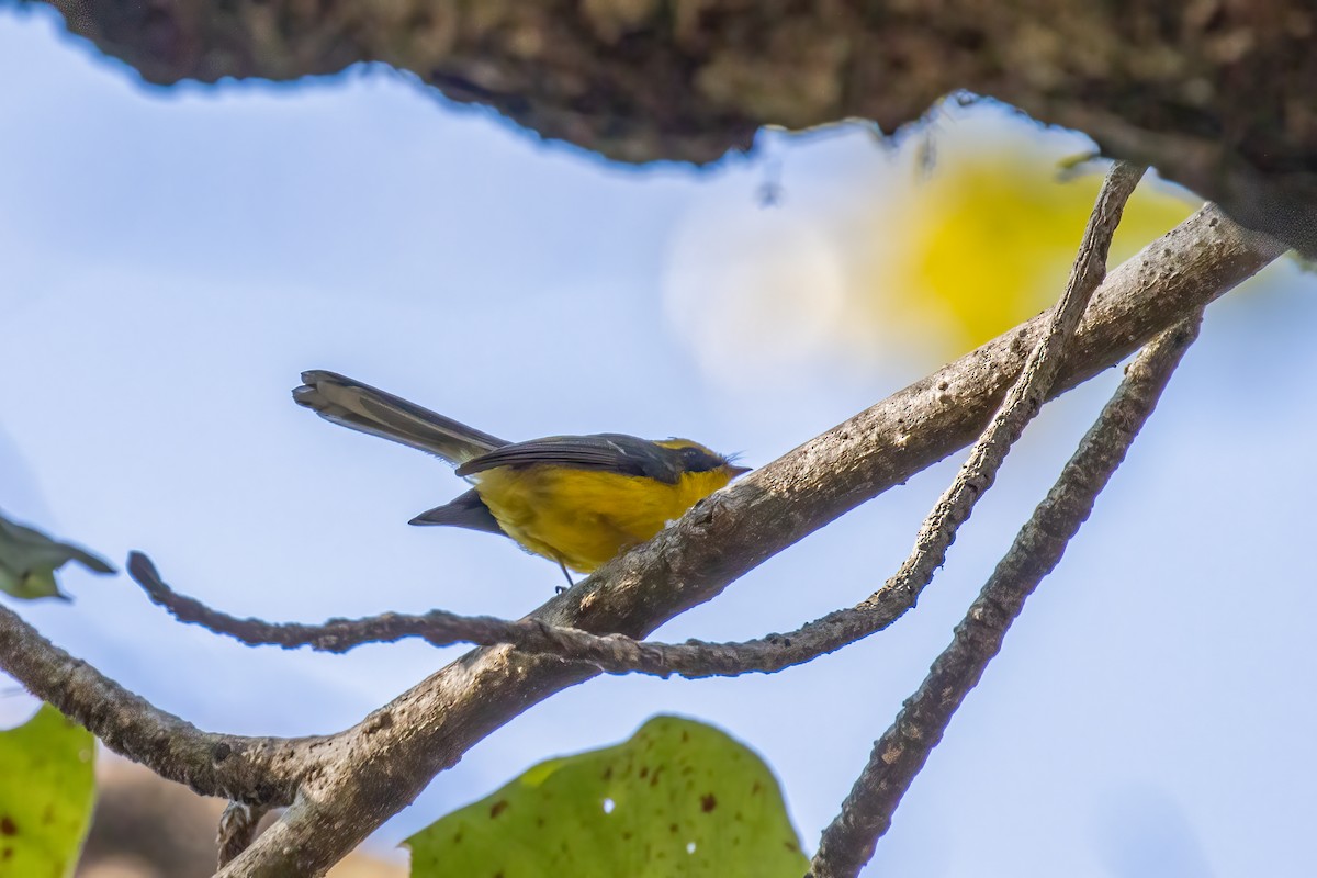 Веерохвостая желтобровка - ML646168920