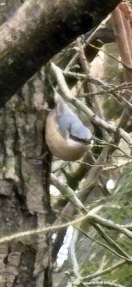 סיטה אירופית - ML646168921