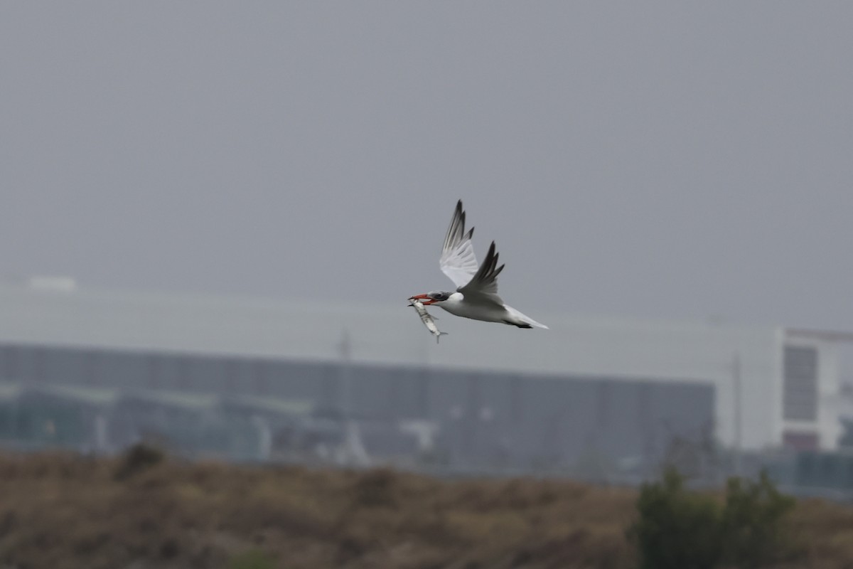 Caspian Tern - ML646168924