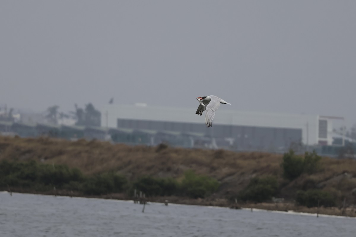 Caspian Tern - ML646168925