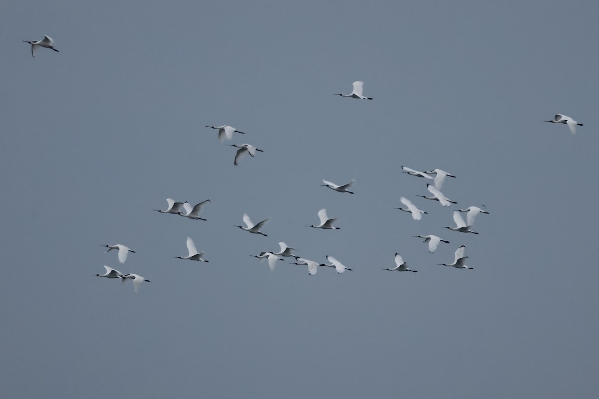 Black-faced Spoonbill - ML646168927