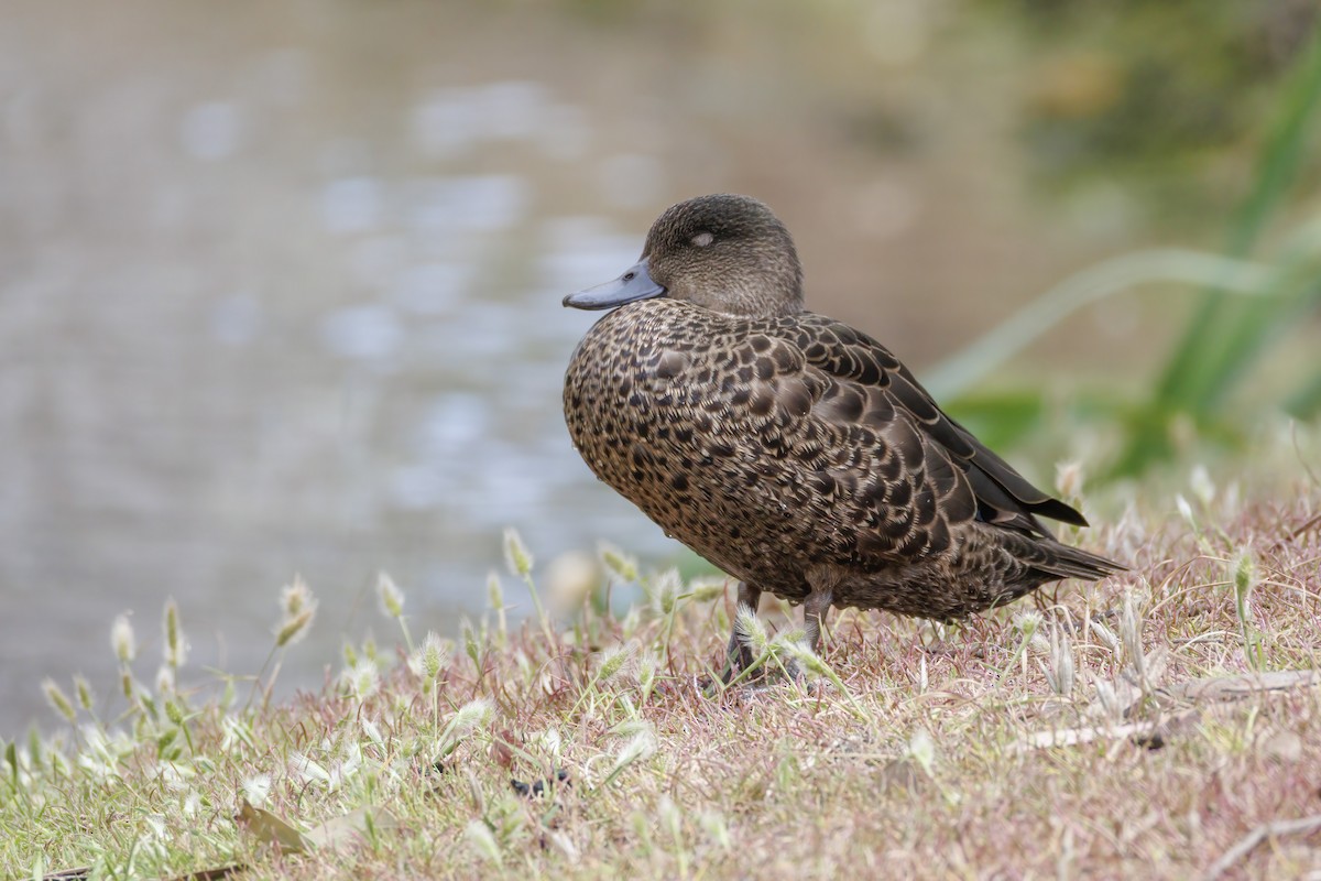 Chestnut Teal - ML646168929