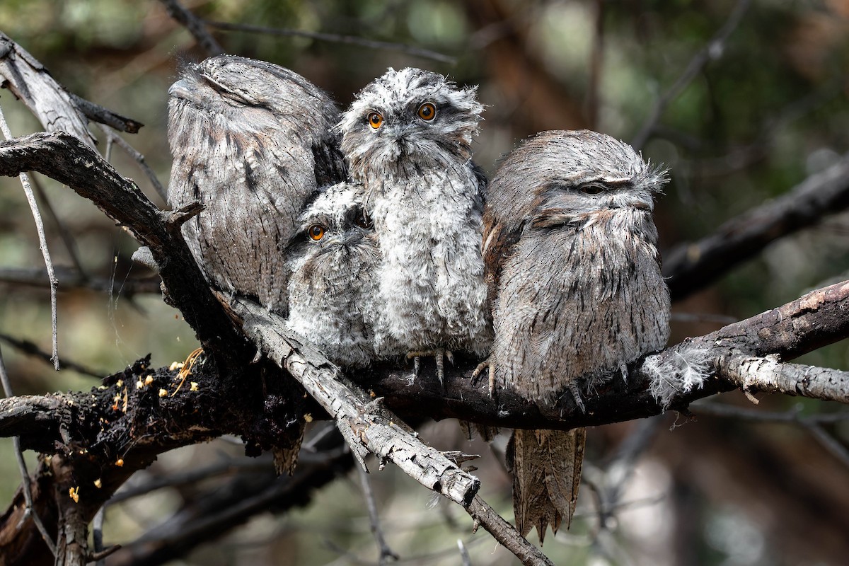Tawny Frogmouth - ML646168935