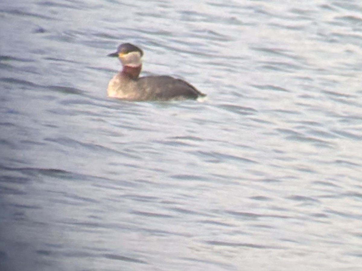 Пірникоза сірощока - ML646168937