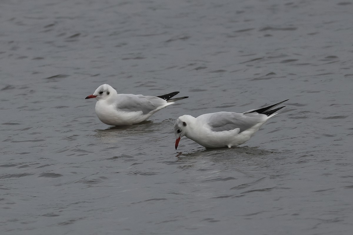 Black-headed Gull - ML646168941
