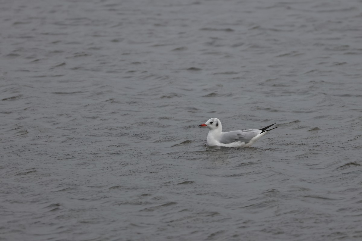 Black-headed Gull - ML646168942