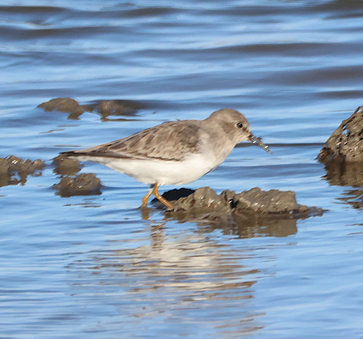Temminck's Stint - ML646168946