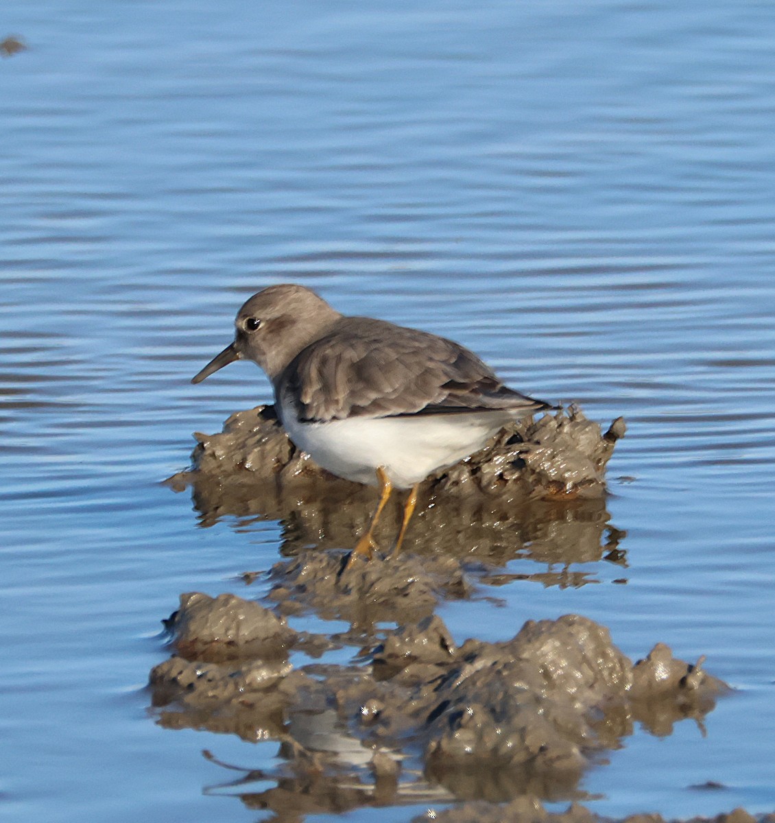 Temminck's Stint - ML646168947