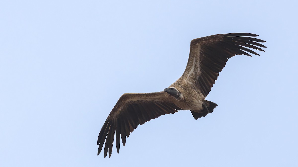 White-backed Vulture - ML646168949