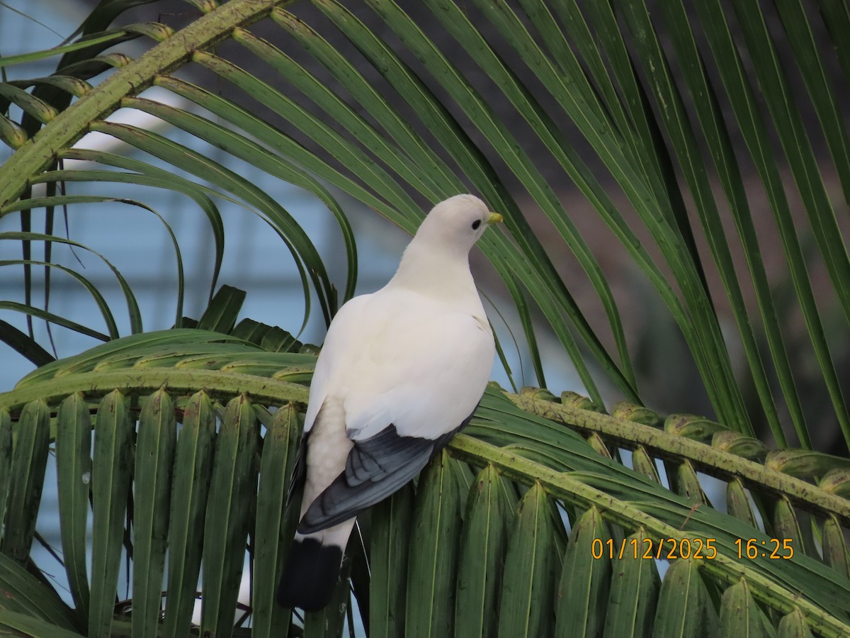 holub pobřežní - ML646168950