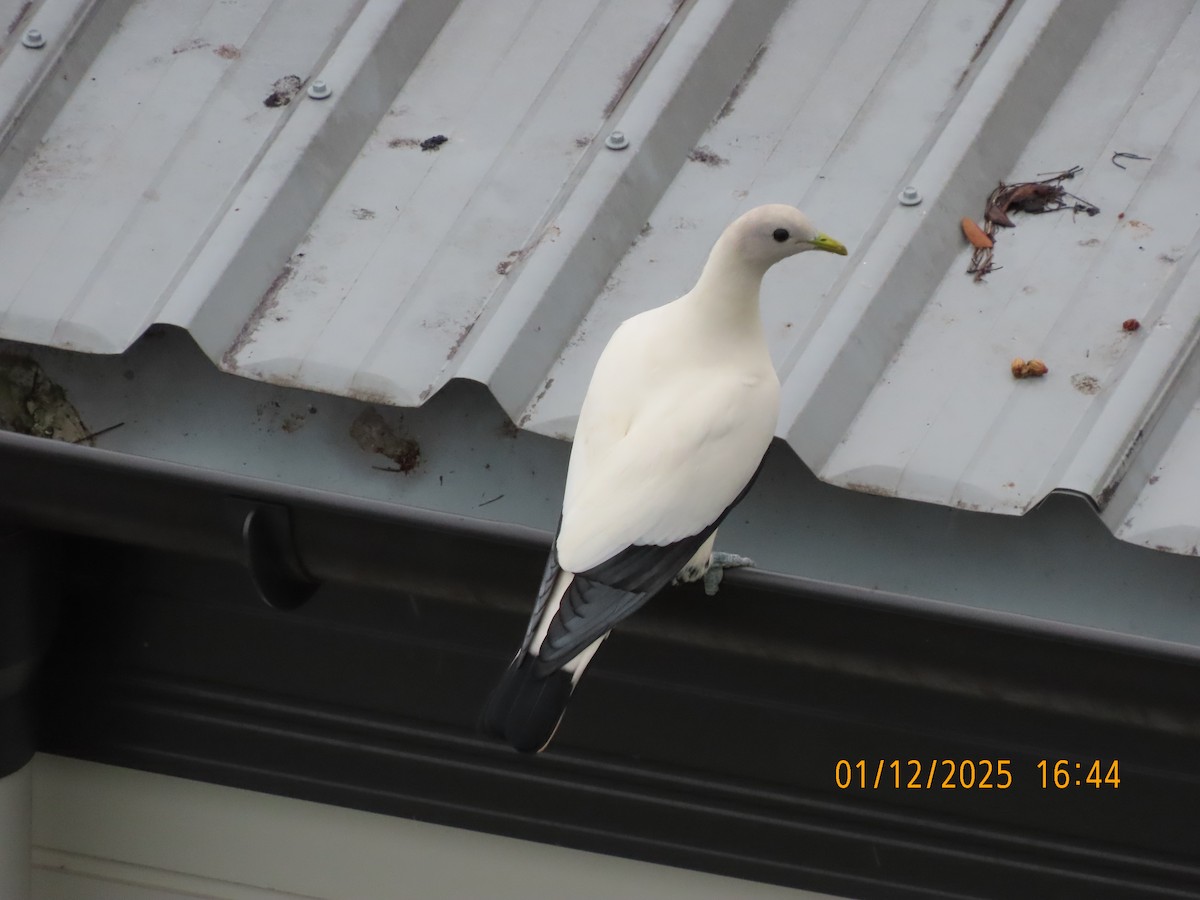 holub pobřežní - ML646168954