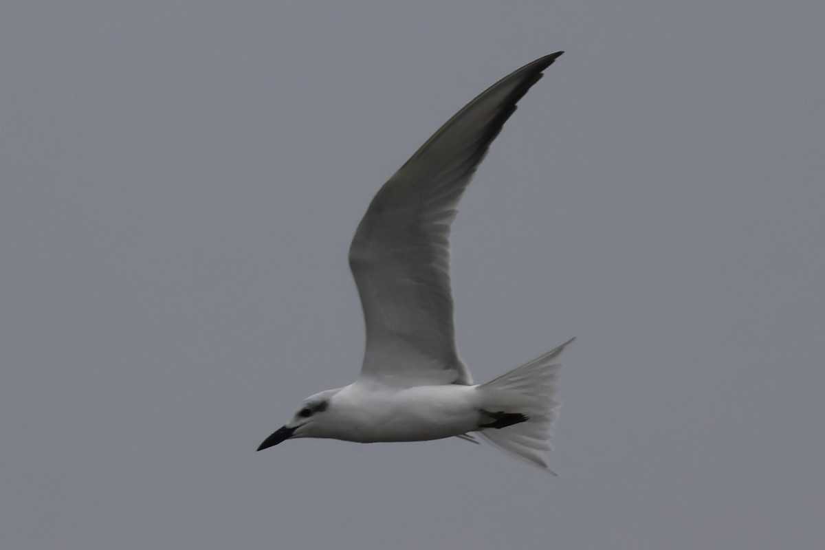 Gull-billed Tern - ML646168956