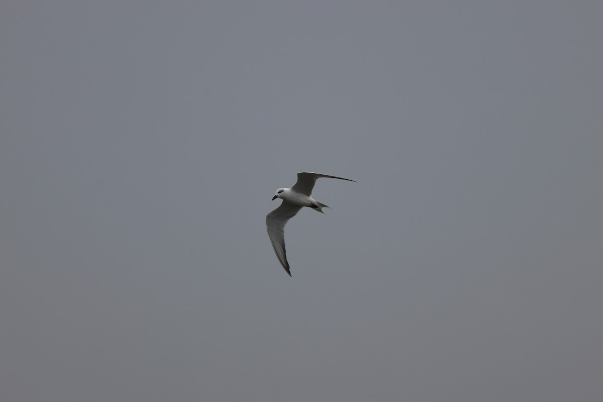 Gull-billed Tern - ML646168957