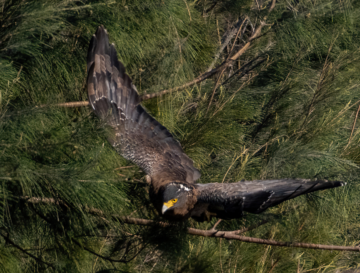 Crested Serpent-Eagle - ML646168958