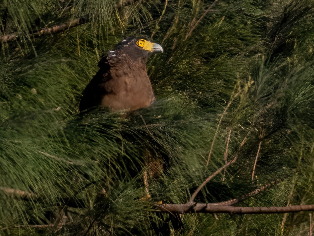 Crested Serpent-Eagle - ML646168959