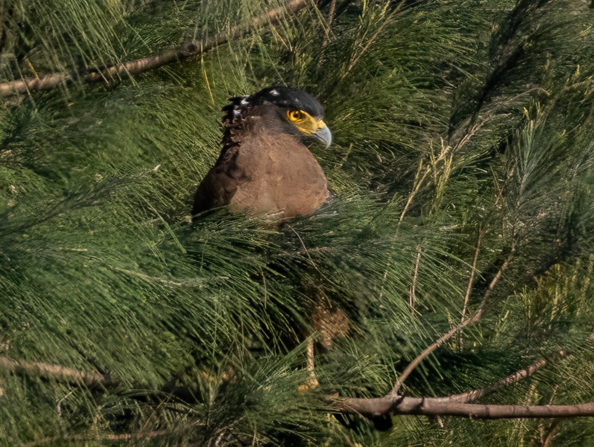 Crested Serpent-Eagle - ML646168960