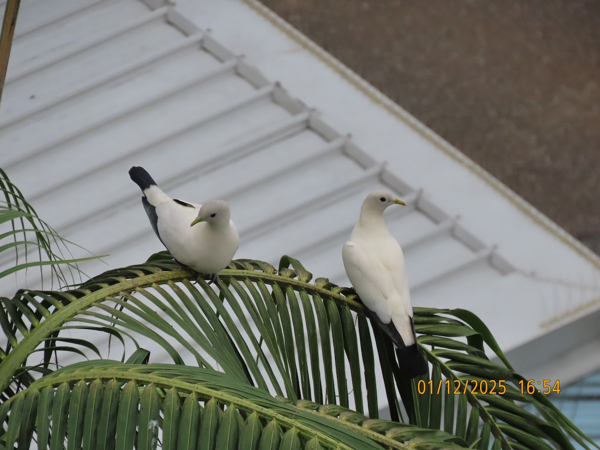 holub pobřežní - ML646168961