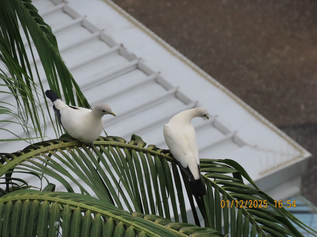 holub pobřežní - ML646168966