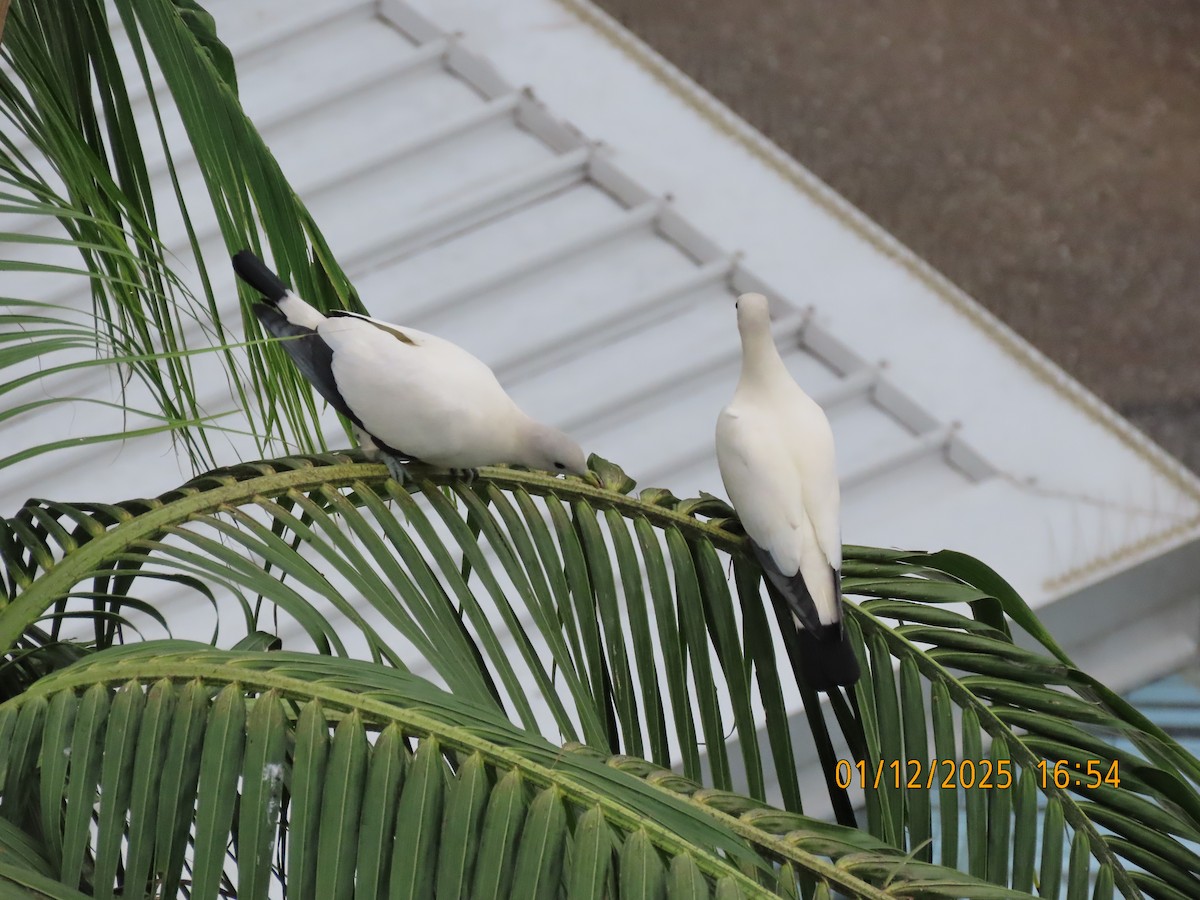 holub pobřežní - ML646168968