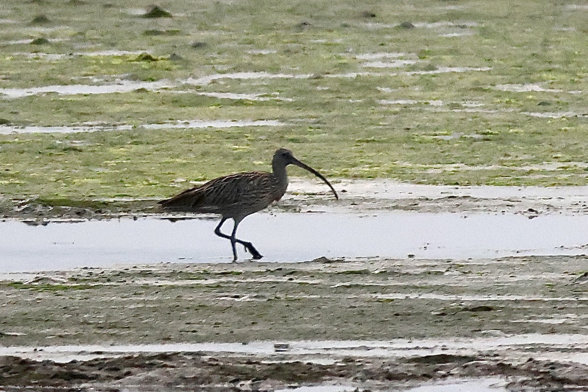 Far Eastern Curlew - ML646168969