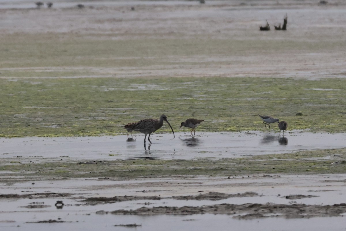 Far Eastern Curlew - ML646168970
