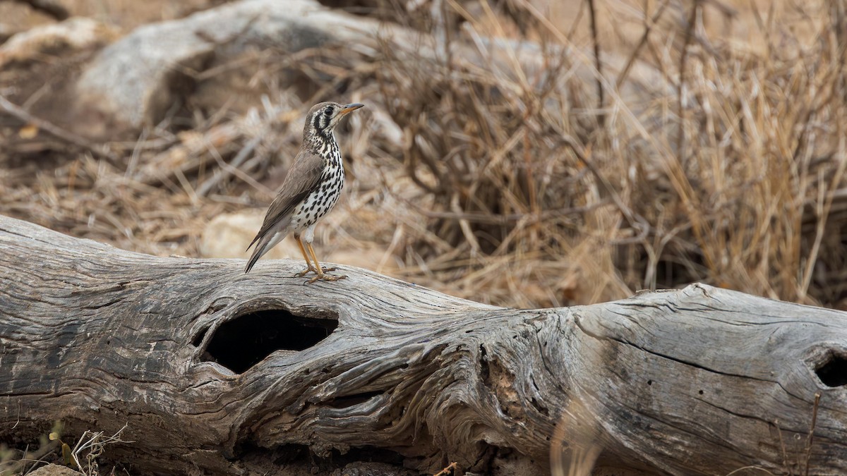 Groundscraper Thrush - ML646168971