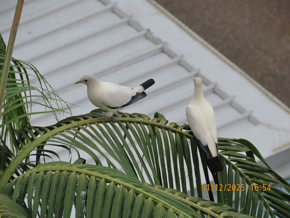 holub pobřežní - ML646168972