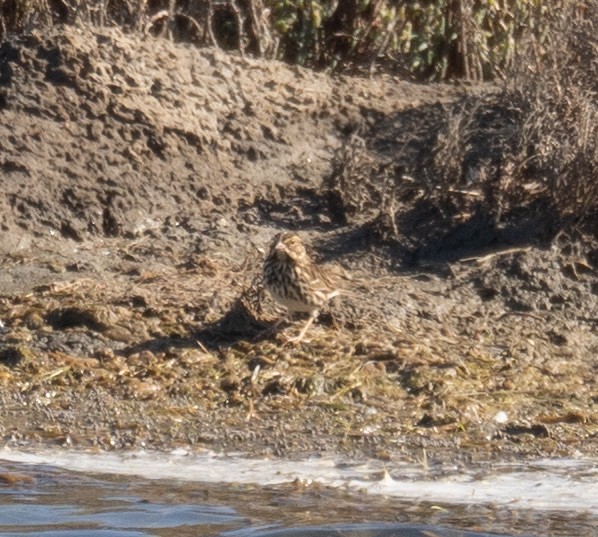 Savannah Sparrow - ML646168973