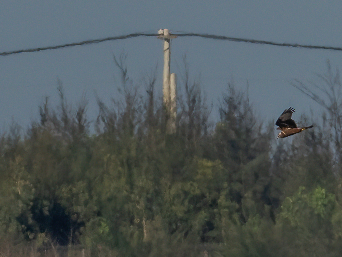 Eastern Marsh Harrier - ML646168974