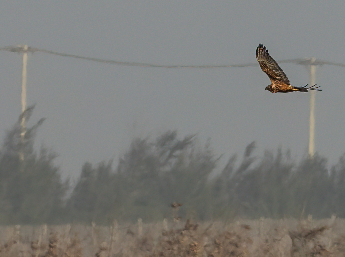 Eastern Marsh Harrier - ML646168975