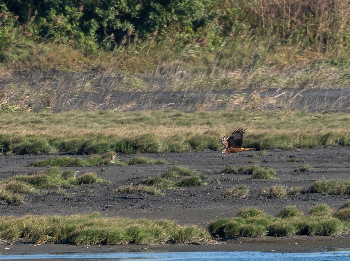 Eastern Marsh Harrier - ML646168976