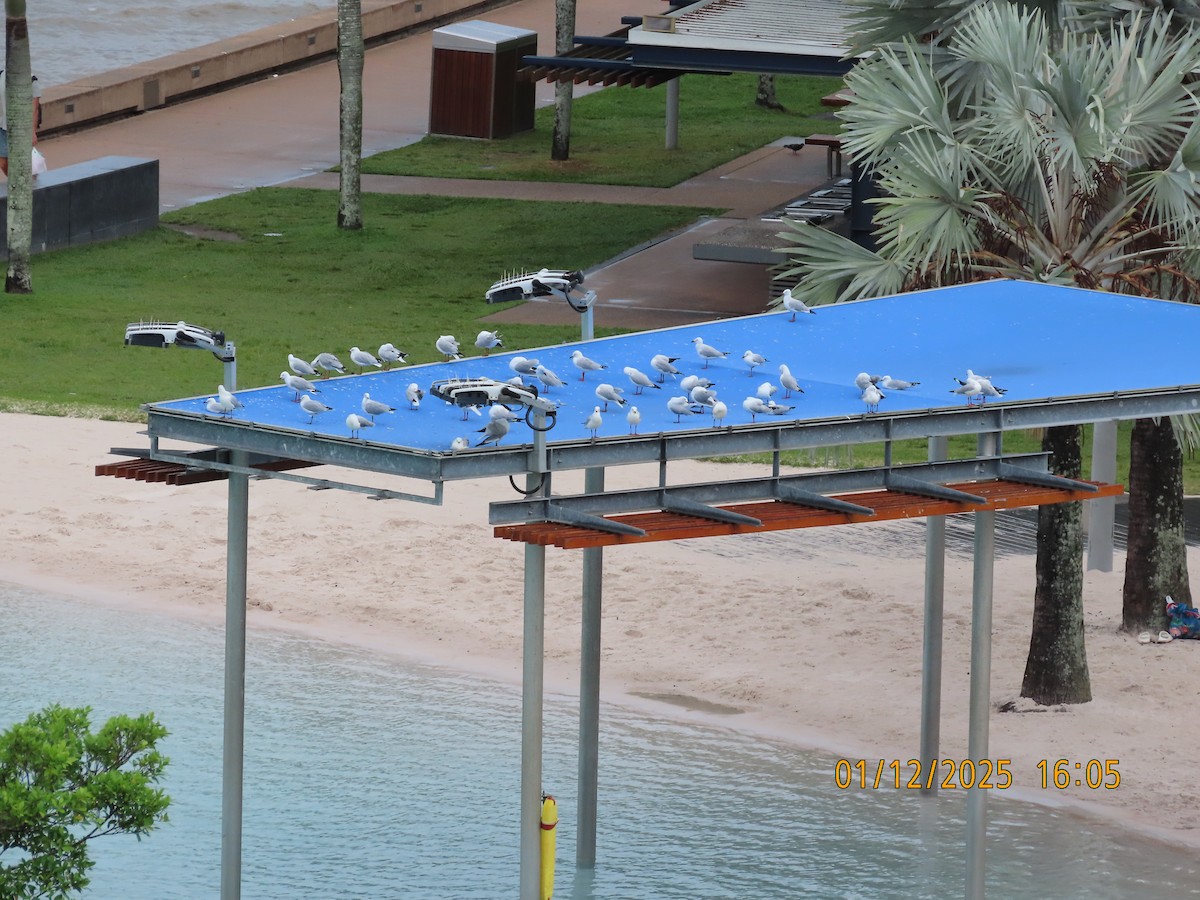 Silver Gull - ML646168977