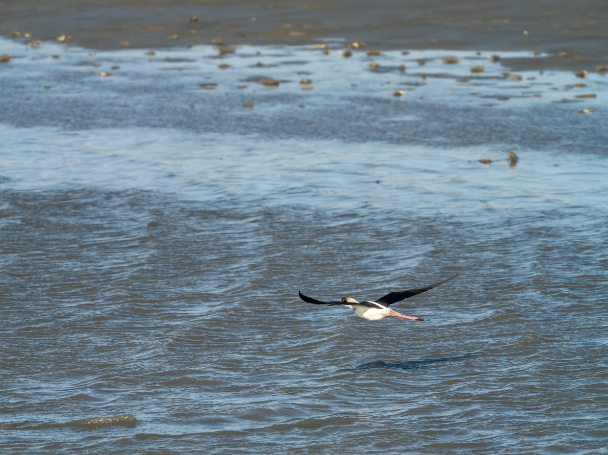 Black-winged Stilt - ML646168978