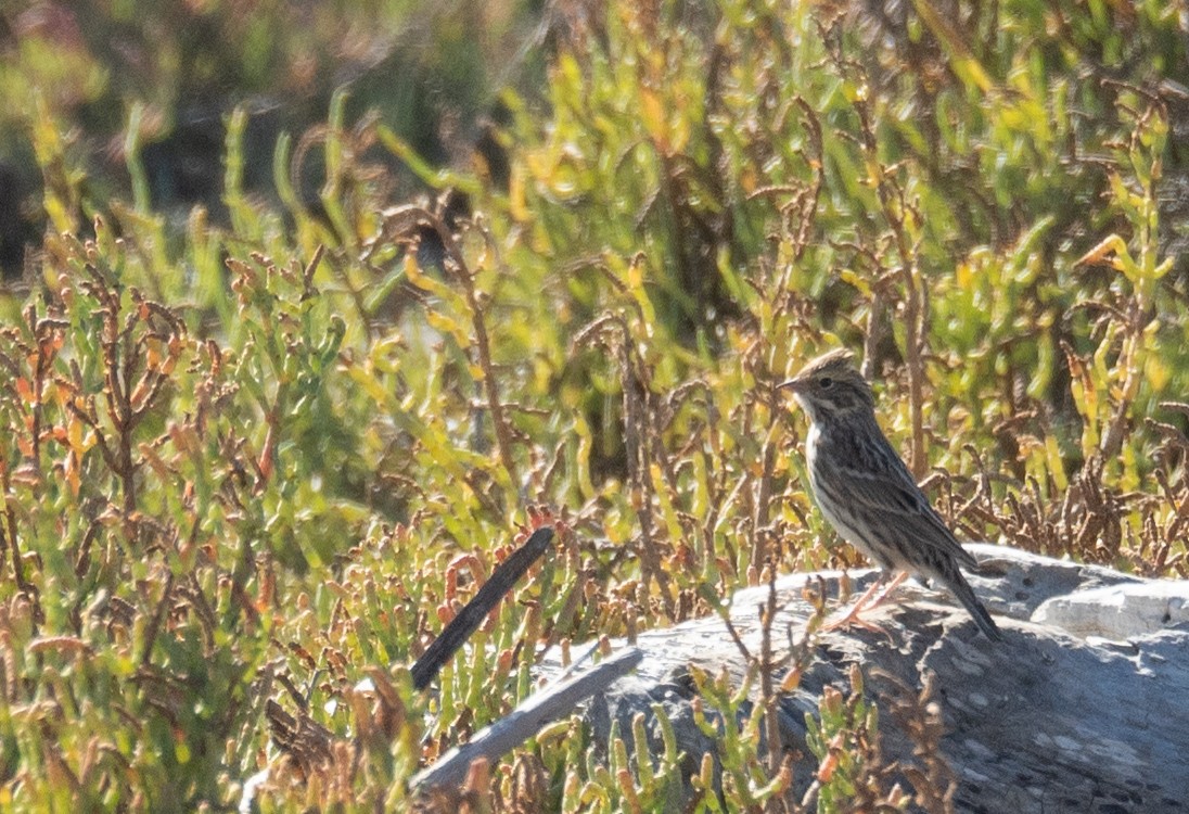Savannah Sparrow - ML646168983