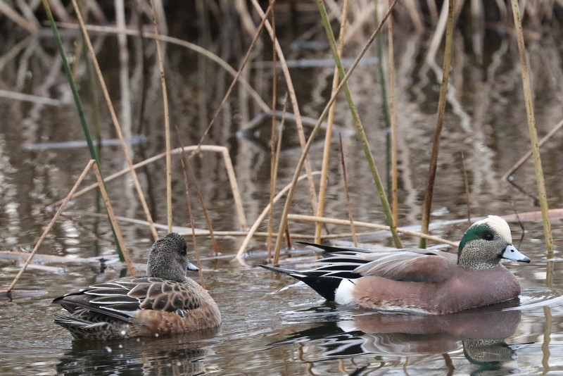 Свищ американський - ML646168992