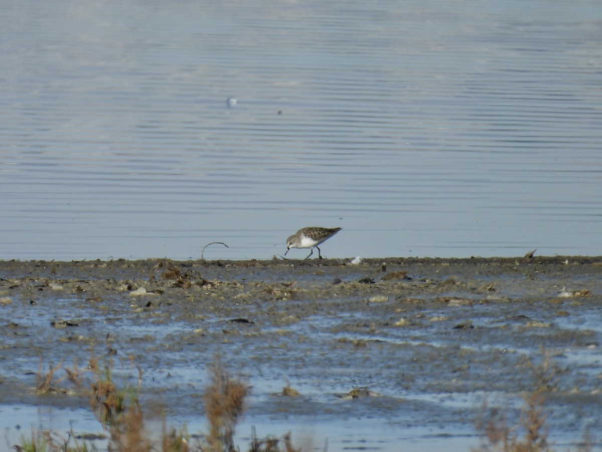 Küçük Kumkuşu - ML646169010