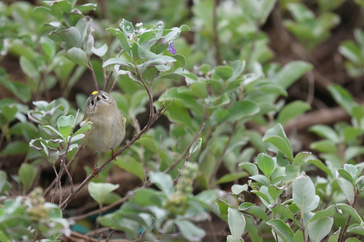 Goldcrest - ML646169012