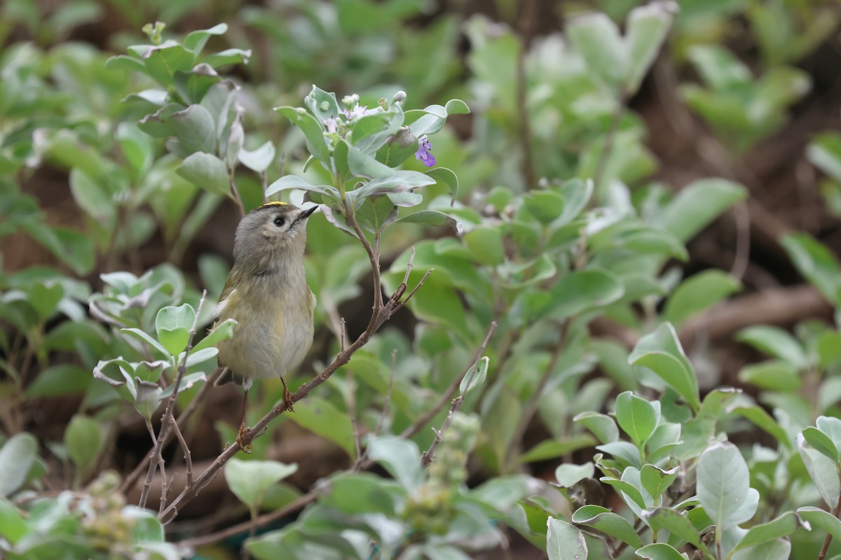 Goldcrest - ML646169017