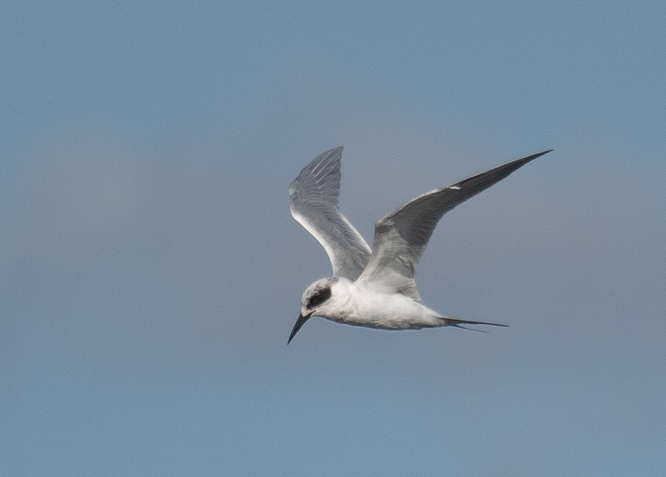 Forster's Tern - ML646169029