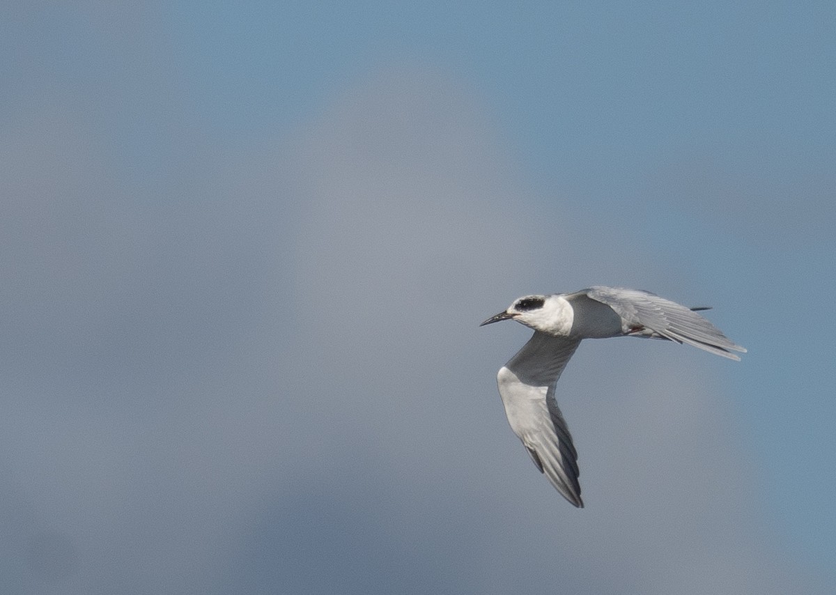 Forster's Tern - ML646169030