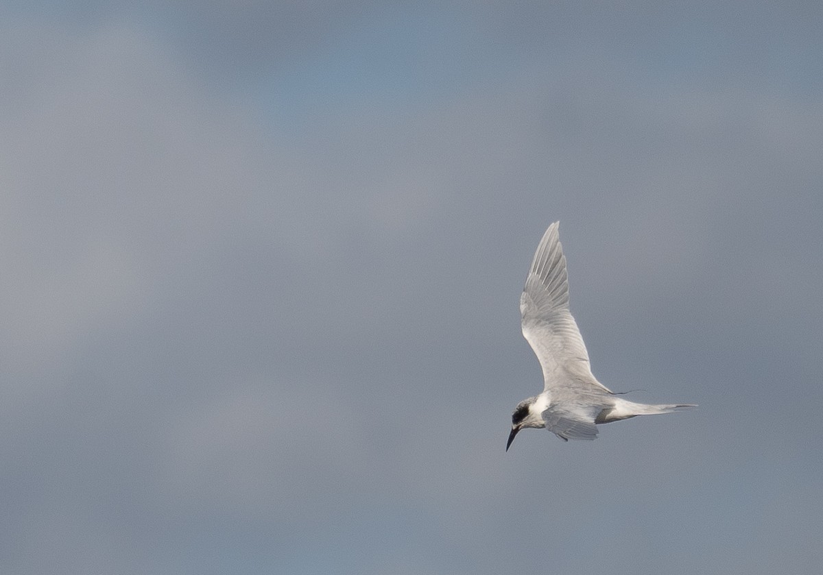Forster's Tern - ML646169032