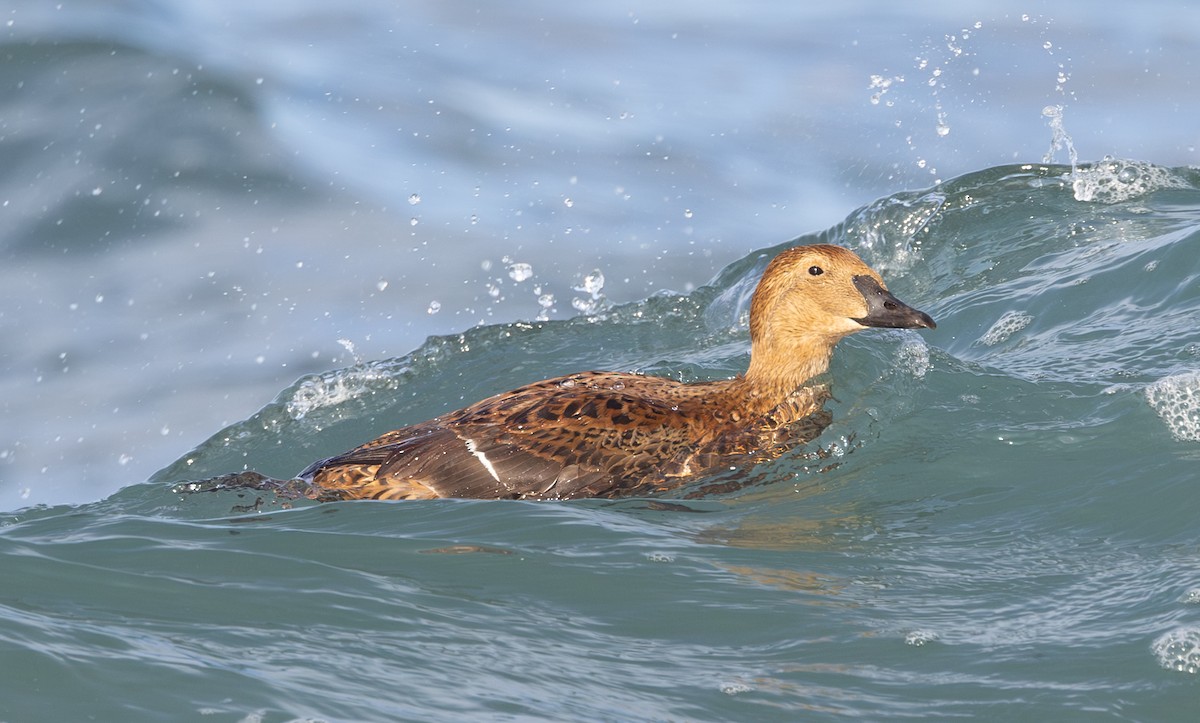 King Eider - ML646169033