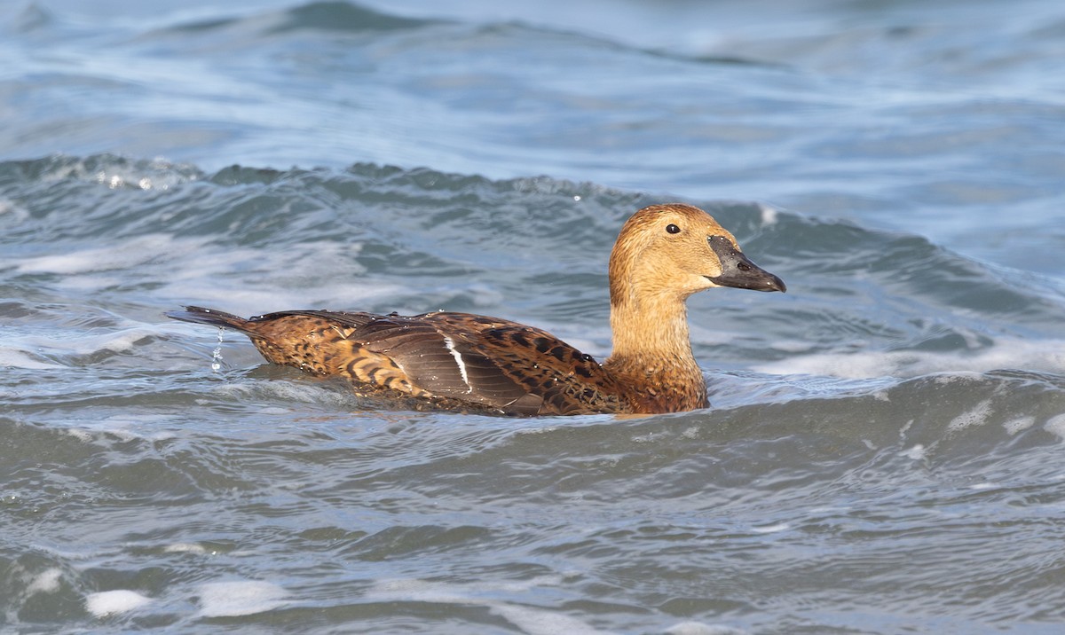 King Eider - ML646169034