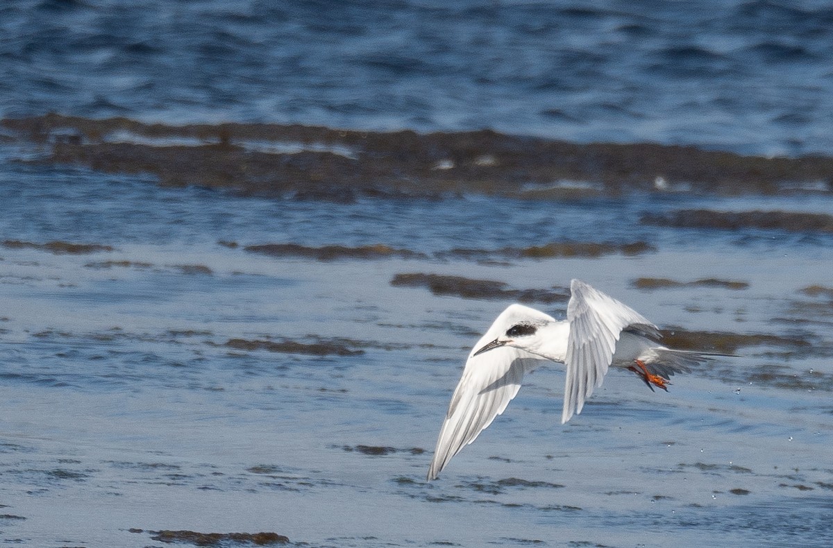 Forster's Tern - ML646169035