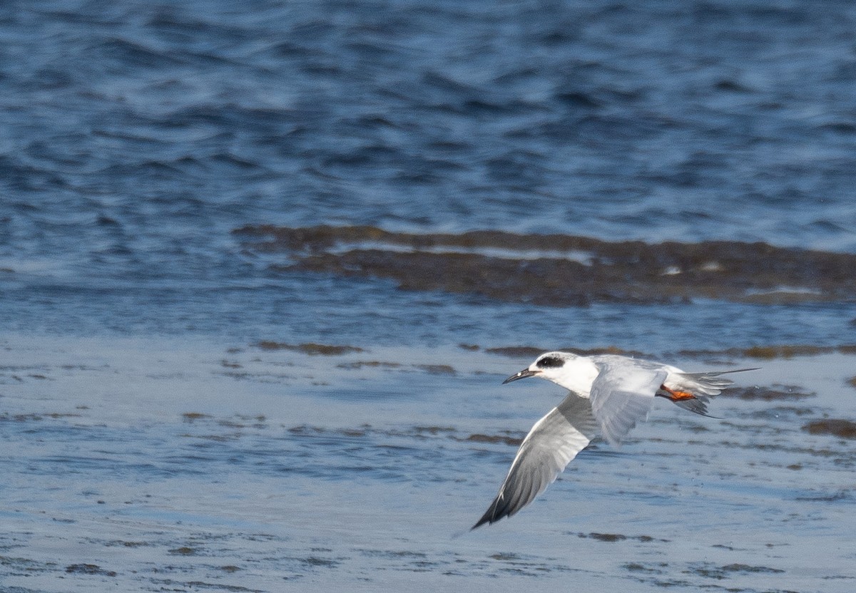 Forster's Tern - ML646169036