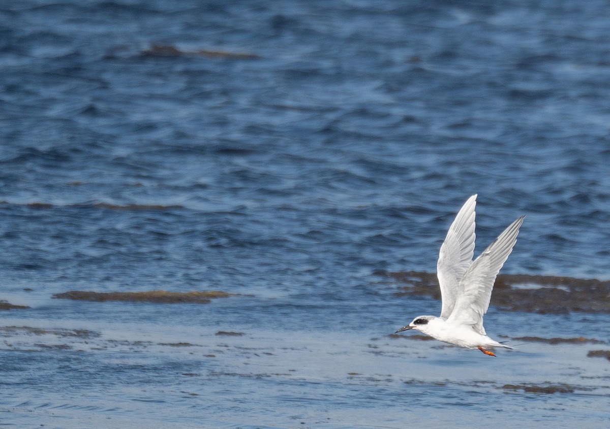 Forster's Tern - ML646169037